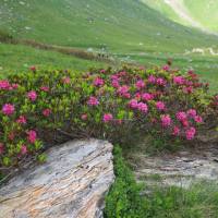 rifugio_tagliaferri_2018_064
