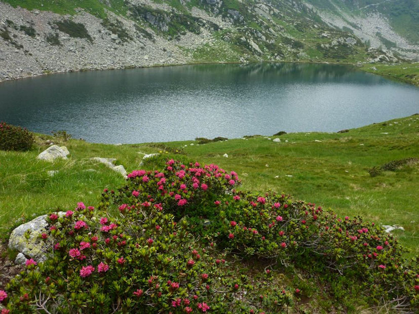 Laghi di Porcile con Rododendri