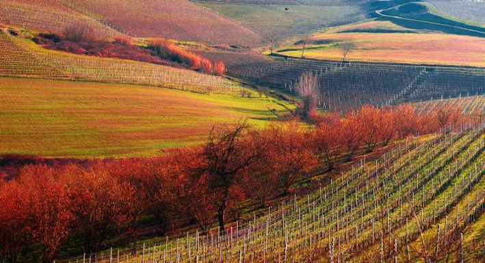 Vitigni Langhe