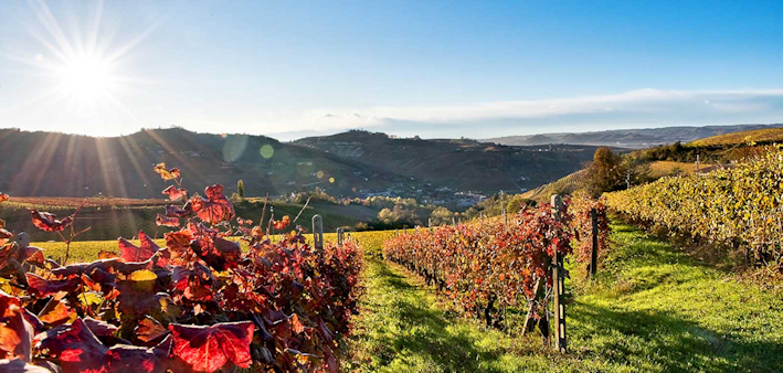 Viti Langhe