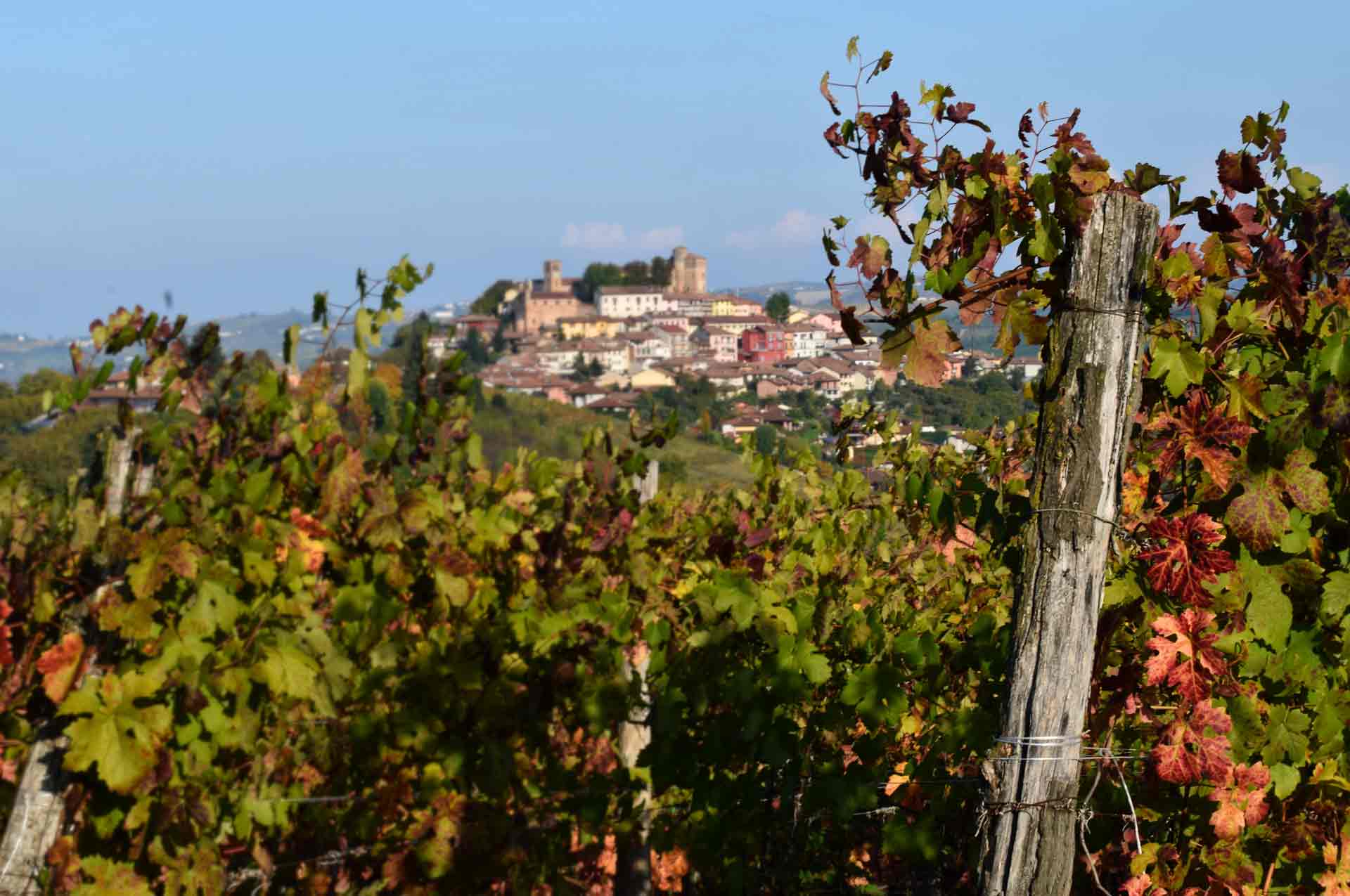 Vista sul vigneto